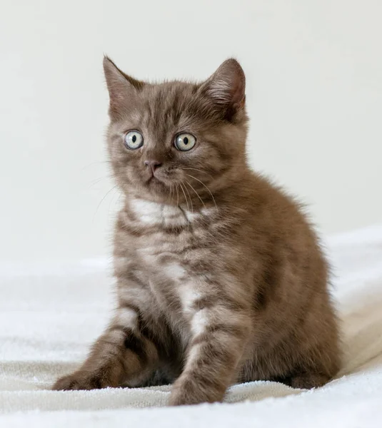 Retrato Gatinho Cabelo Curto Britânico Marrom Bonito Dois Meses Idade — Fotografia de Stock