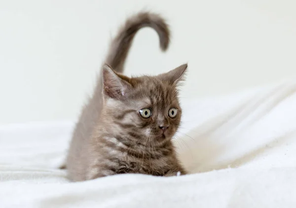 2ヶ月のかわいい茶色の英国の短い髪の子猫の肖像画 選択的焦点 — ストック写真