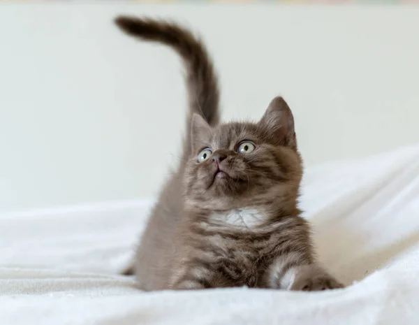 Retrato Lindo Pelo Corto Británico Marrón Gatito Dos Meses Edad —  Fotos de Stock