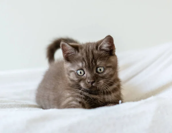 两个月大的可爱棕色英国短发猫咪的肖像 有选择的重点 — 图库照片