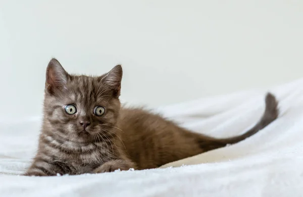 Portrait Cute Brown British Short Hair Kitten Two Months Old — Stock Photo, Image