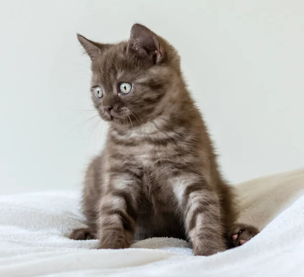 Ritratto Simpatico Gattino Bruno Britannico Con Capelli Corti Due Mesi — Foto Stock