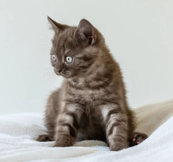 2ヶ月のかわいい茶色の英国の短い髪の子猫の肖像画 選択的焦点 — ストック写真