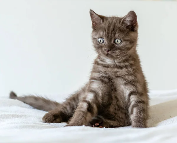 Ritratto Simpatico Gattino Bruno Britannico Con Capelli Corti Due Mesi — Foto Stock