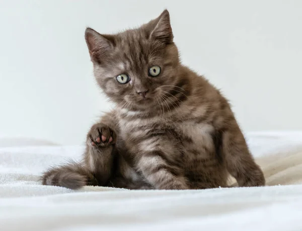 Retrato Gatinho Cabelo Curto Britânico Marrom Bonito Dois Meses Idade — Fotografia de Stock