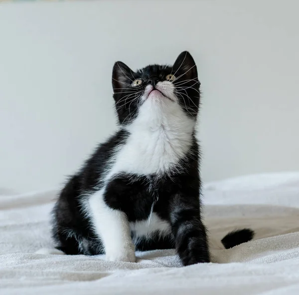 Retrato Bonito Bicolor Britânico Gatinho Cabelo Curto Dois Meses Idade — Fotografia de Stock