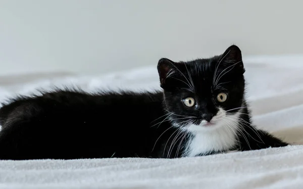 Retrato Lindo Gatito Pelo Corto Británico Bicolor Dos Meses Edad — Foto de Stock