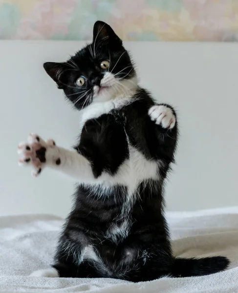Portret Van Schattige Tweekleurige Britse Korte Haar Kitten Van Twee — Stockfoto