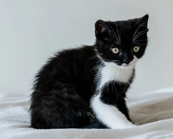 Portrait Cute Bicolor British Short Hair Kitten Two Months Old — Stock Photo, Image