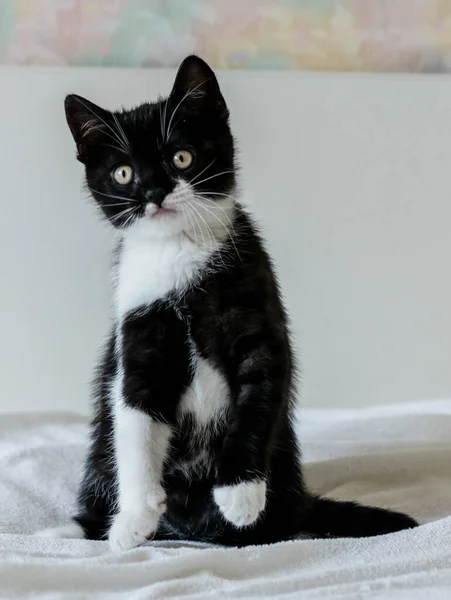 Retrato Bonito Bicolor Britânico Gatinho Cabelo Curto Dois Meses Idade — Fotografia de Stock