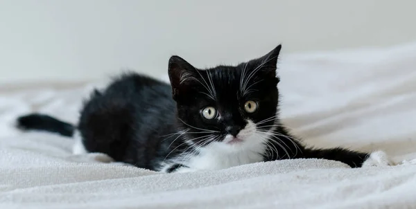 İki aylık şirin iki renkli İngiliz kısa saçlı kedi yavrusu portresi. Seçici yumuşak odaklanma. Siyah beyaz kedi