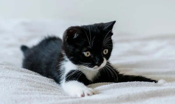 Retrato Lindo Gatito Pelo Corto Británico Bicolor Dos Meses Edad — Foto de Stock