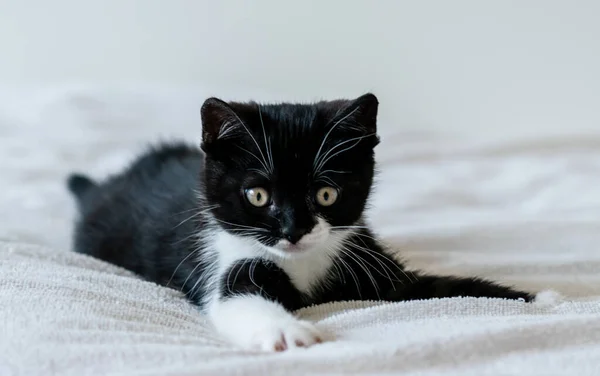 Retrato Lindo Gatito Pelo Corto Británico Bicolor Dos Meses Edad — Foto de Stock