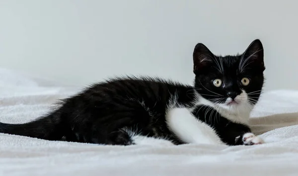 Retrato Lindo Gatito Pelo Corto Británico Bicolor Dos Meses Edad —  Fotos de Stock