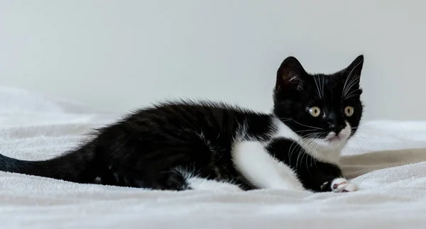 Aylık Şirin Iki Renkli Ngiliz Kısa Saçlı Kedi Yavrusu Portresi — Stok fotoğraf