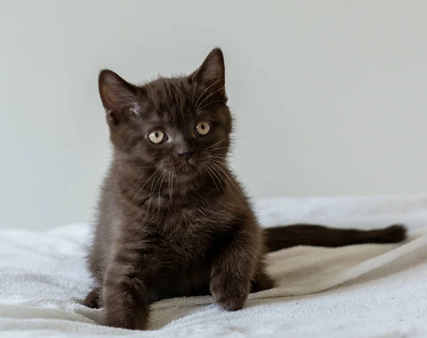 Aylık Sevimli Çikolata Rengi Ngiliz Kısa Saçlı Kedi Yavrusu Portresi — Stok fotoğraf