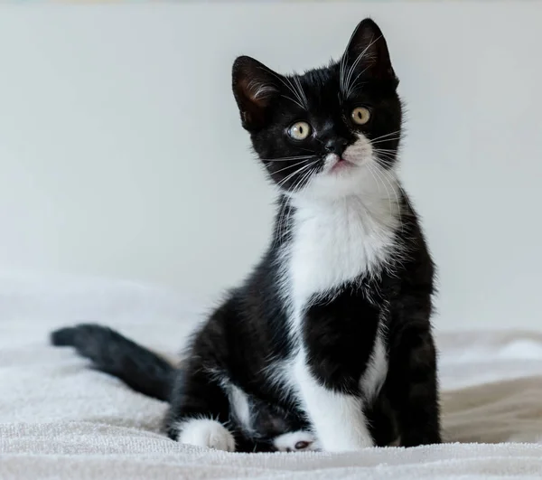 Retrato Lindo Gatito Pelo Corto Británico Bicolor Dos Meses Edad — Foto de Stock