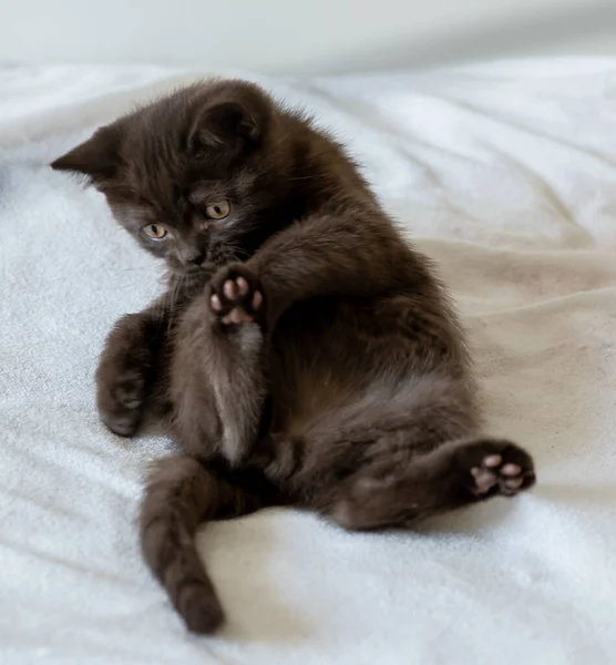 Retrato Chocolate Bonito Britânico Gatinho Cabelo Curto Dois Meses Idade — Fotografia de Stock