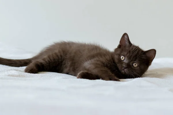 Portrait Cute Chocolate British Short Hair Kitten Two Months Old — Stock Photo, Image