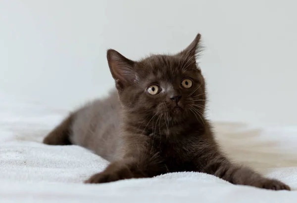 Portret Van Schattige Chocolade Brits Kort Haar Kitten Van Twee — Stockfoto
