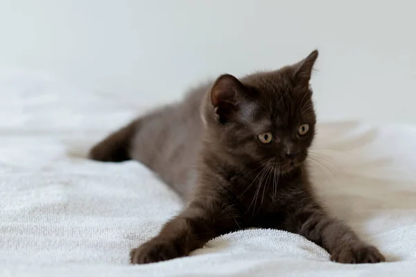 Portrait Chaton Mignon Aux Cheveux Courts Britanniques Chocolat Deux Mois — Photo