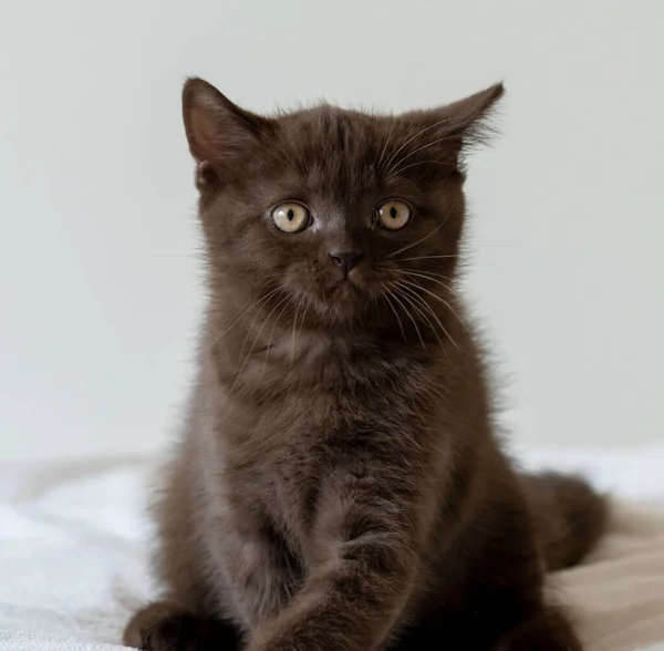 Retrato Lindo Chocolate Británico Pelo Corto Gatito Dos Meses Edad — Foto de Stock