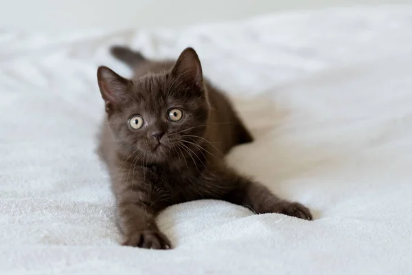 Aylık Sevimli Çikolata Rengi Ngiliz Kısa Saçlı Kedi Yavrusu Portresi — Stok fotoğraf