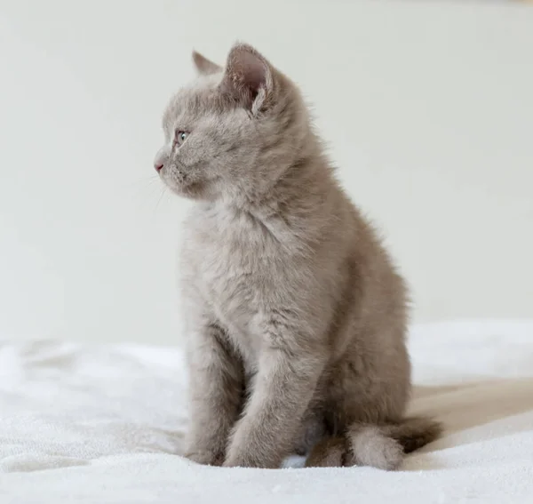Portrait Cute Lilac British Short Hair Kitten Two Months Old — Stock Photo, Image