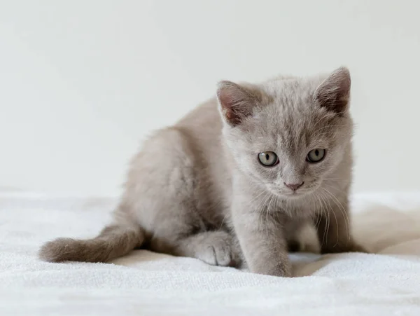 两个月大的可爱的丁香英国短毛猫咪的肖像 有选择的重点 — 图库照片
