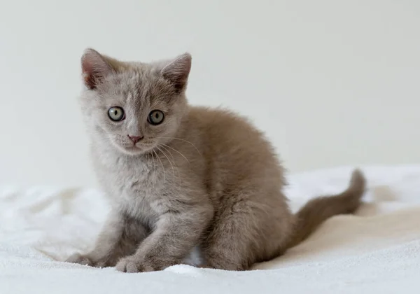 Portrait Mignon Chaton Britannique Cheveux Courts Lilas Deux Mois Concentration — Photo