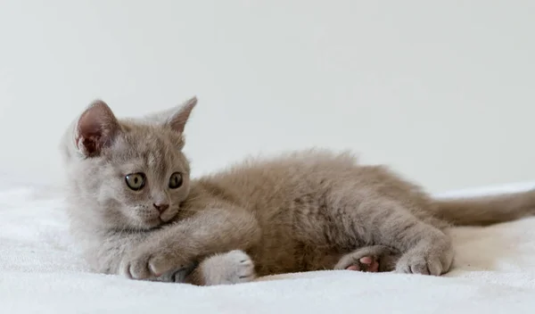 Ritratto Simpatico Gattino Dai Capelli Corti Lilla Inglese Due Mesi — Foto Stock