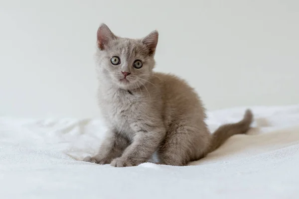 Porträtt Söt Lila Brittisk Kort Hår Kattunge Två Månader Gammal — Stockfoto