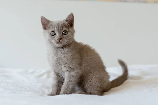 Portrait Cute Lilac British Short Hair Kitten Two Months Old — Stock Photo, Image