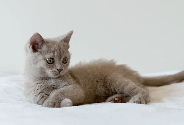 かわいいライラック英国の短い髪の子猫の肖像画2ヶ月古い 選択的焦点 — ストック写真