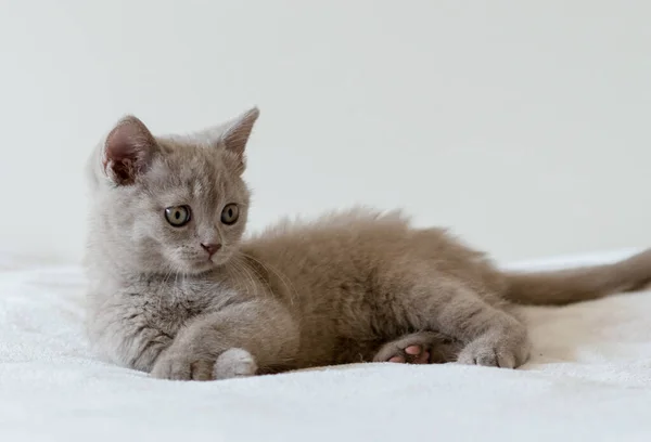 Portrait Mignon Chaton Britannique Cheveux Courts Lilas Deux Mois Concentration — Photo