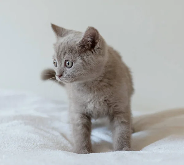 かわいいライラック英国の短い髪の子猫の肖像画2ヶ月古い 選択的焦点 — ストック写真