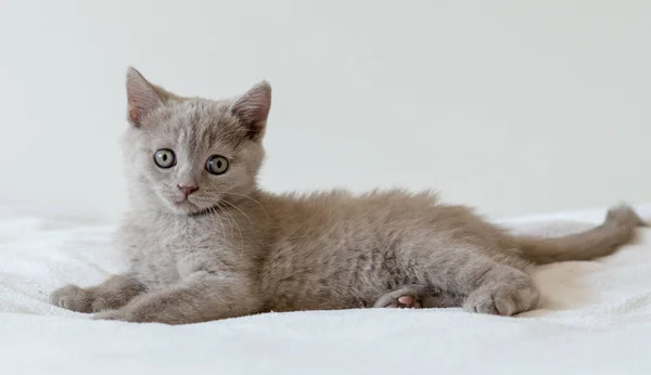 Porträtt Söt Lila Brittisk Kort Hår Kattunge Två Månader Gammal — Stockfoto