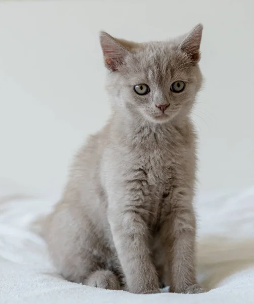 かわいいライラック英国の短い髪の子猫の肖像画2ヶ月古い 選択的焦点 — ストック写真