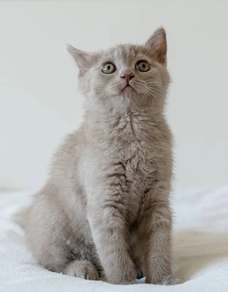 Ritratto Simpatico Gattino Dai Capelli Corti Lilla Inglese Due Mesi — Foto Stock