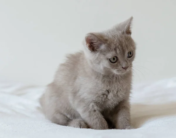 Portrait Mignon Chaton Britannique Cheveux Courts Lilas Deux Mois Concentration — Photo