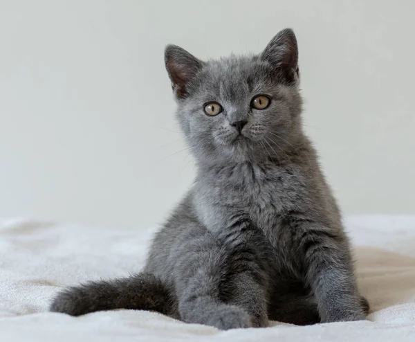 Retrato Lindo Azul Británico Pelo Corto Gatito Dos Meses Edad — Foto de Stock