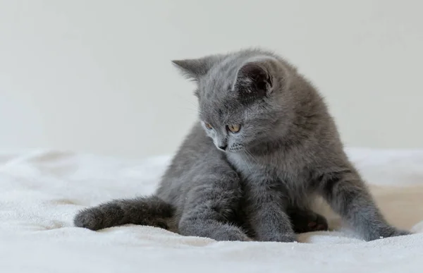 개월된 귀여운 파란색짧은 고양이의 선택적 — 스톡 사진