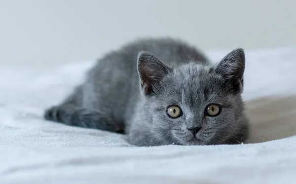Portret Van Schattig Blauw Brits Kort Haar Kitten Van Twee — Stockfoto