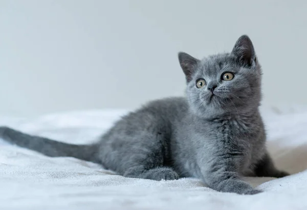 İki aylık şirin mavi İngiliz kısa saçlı kedi yavrusu portresi. Seçici odak.