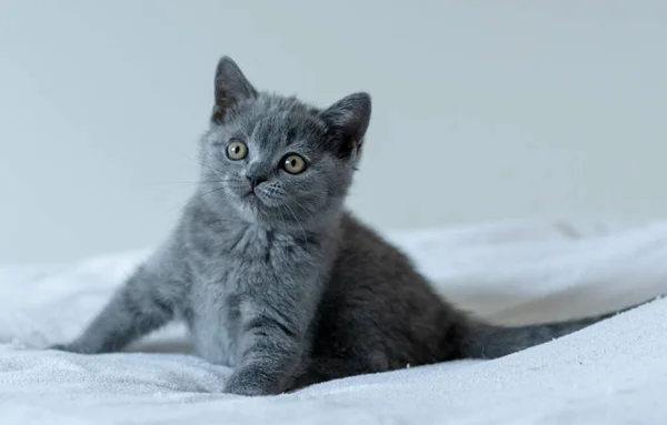 Portrait of cute blue british short hair kitten of two months old. Selective  focus.