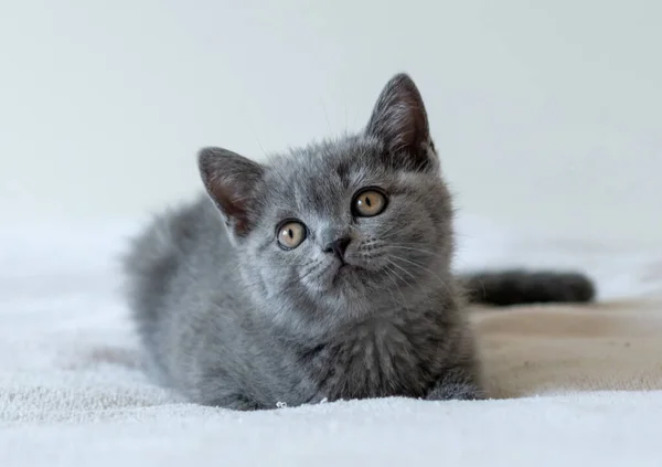 两个月大的可爱的蓝色英国短发猫咪的肖像 有选择的重点 — 图库照片