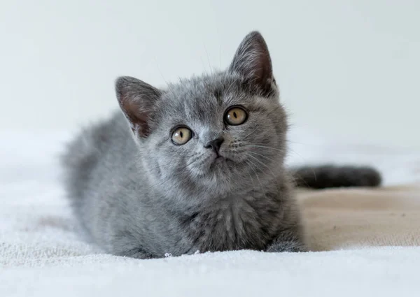 Retrato Bonito Azul Britânico Cabelo Curto Gatinho Dois Meses Idade — Fotografia de Stock