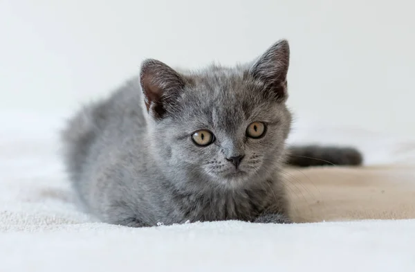 Porträtt Söt Blå Brittisk Kort Hår Kattunge Två Månader Gammal — Stockfoto