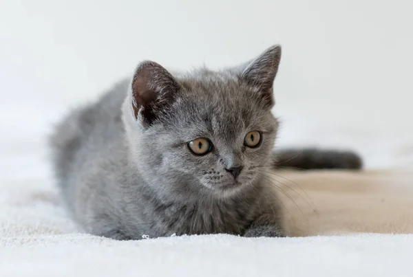 两个月大的可爱的蓝色英国短发猫咪的肖像 有选择的重点 — 图库照片