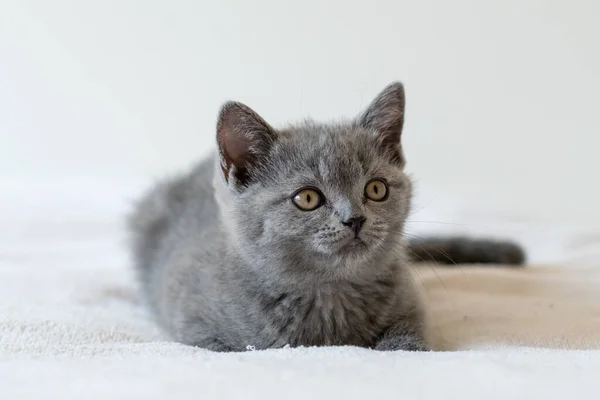 2ヶ月のかわいい青英国の短い髪の子猫の肖像画 選択的焦点 — ストック写真